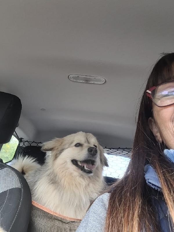 Yorgo, un tenero simil volpino Foto 3